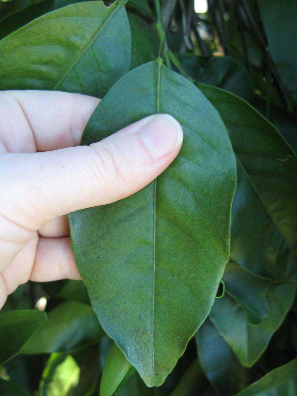              Unifoliolate leaf (Winter Haven, FL)       